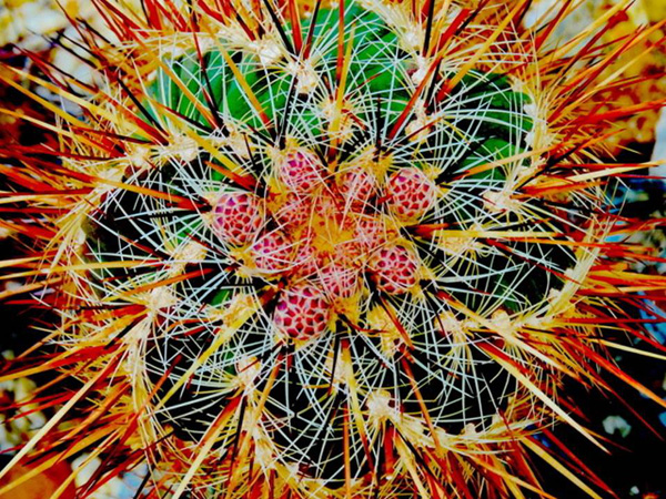 Metamorphosen – Experimentelle Bilder von Lothar Schultes