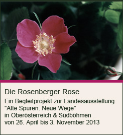 Die Rosenberger Rose - begleitprojekt zur Landesausstellung "Alte Spuren Neue Wege"